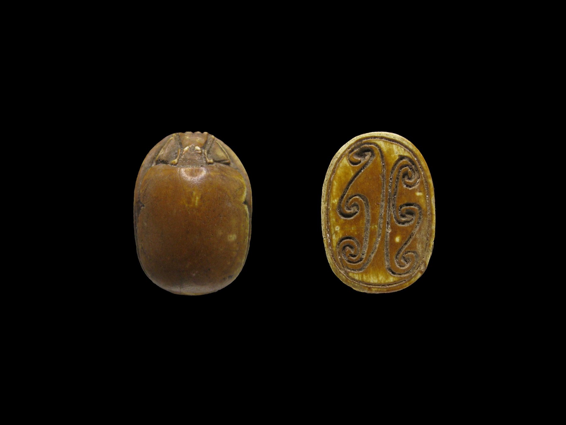 Dorsal and base