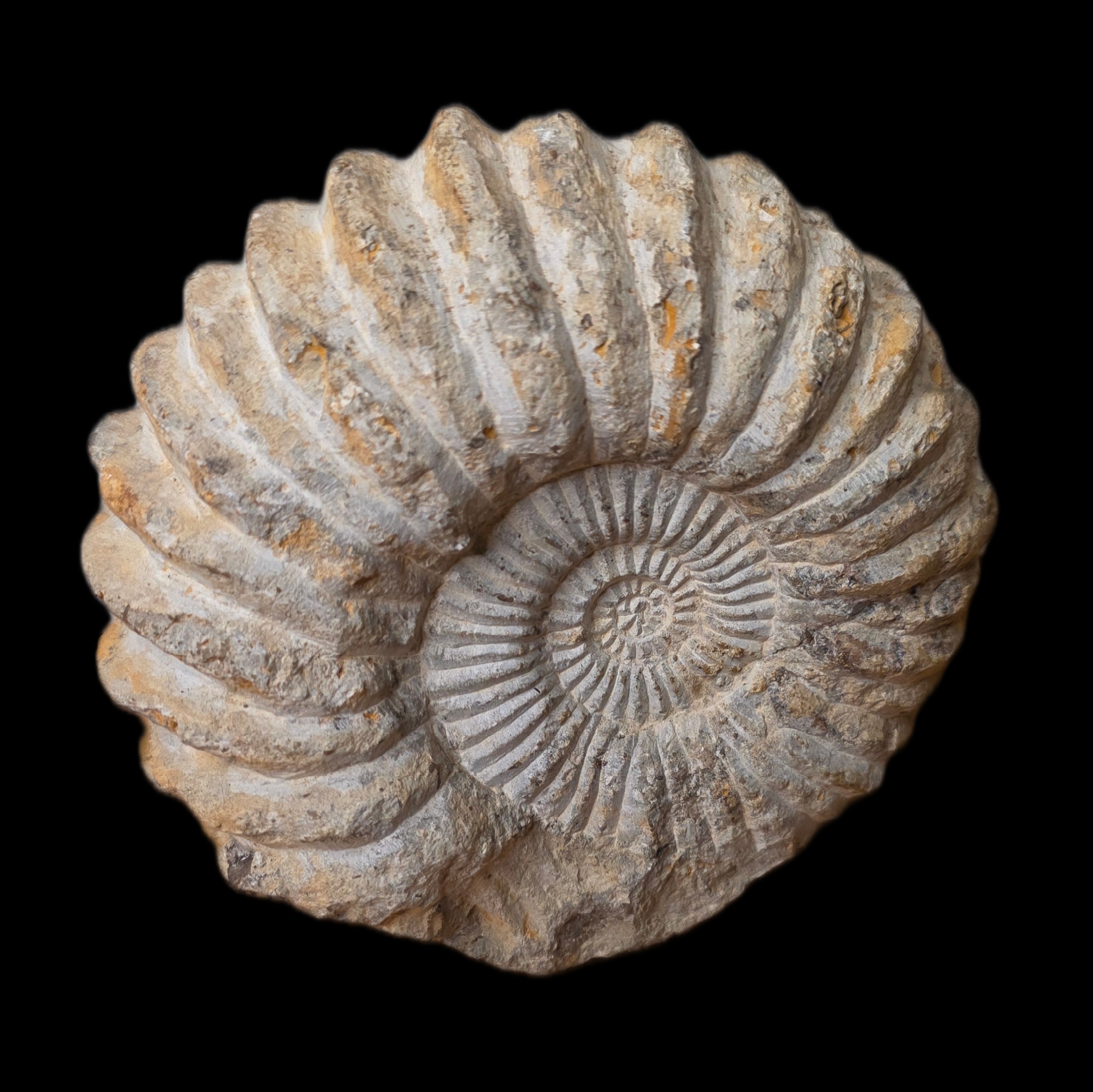 Ammonite fossil
