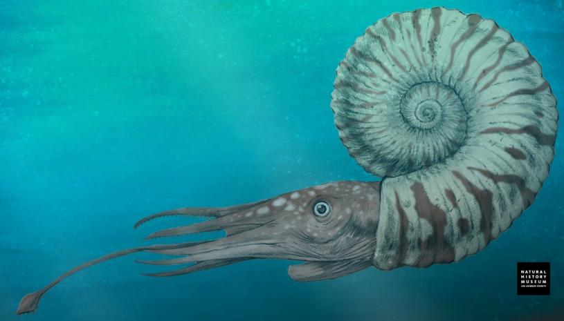 Life reconstruction of an ammonite