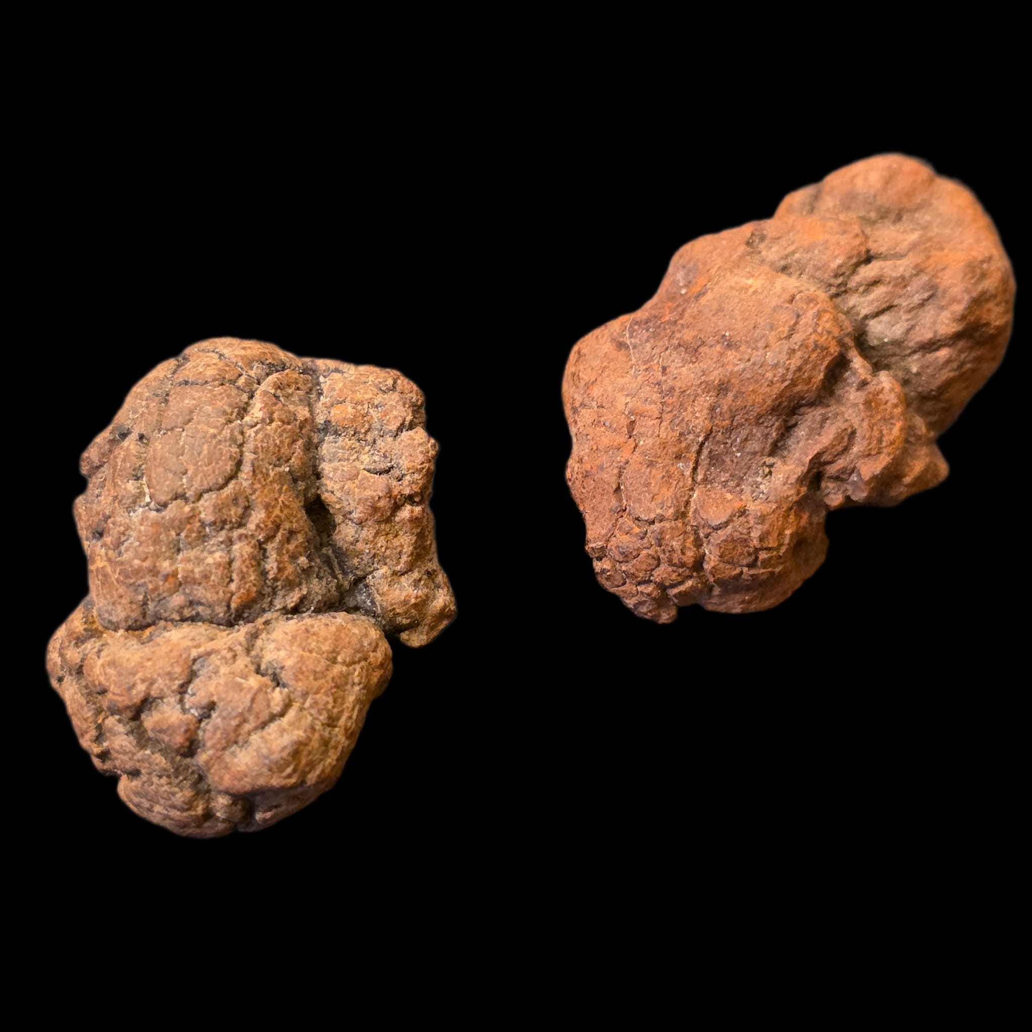 Two specimens