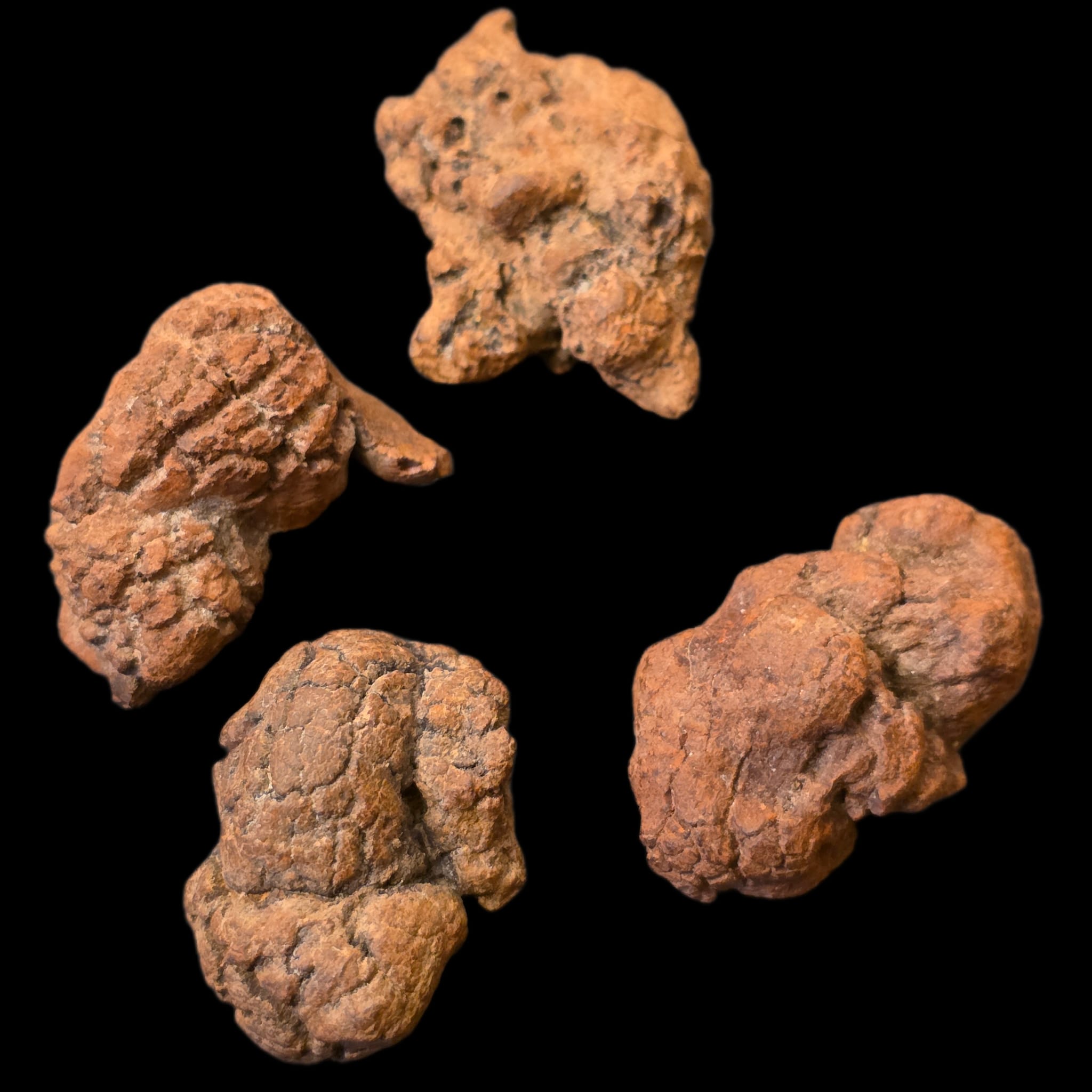 Four fossil coprolites