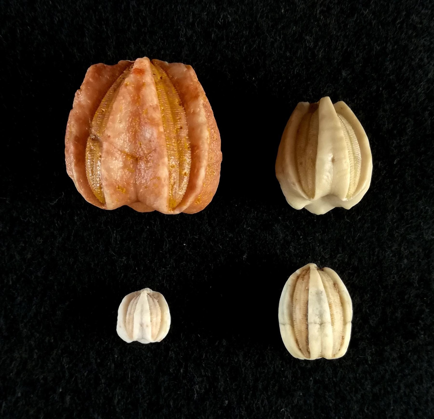 Deltablastus blastoid specimens