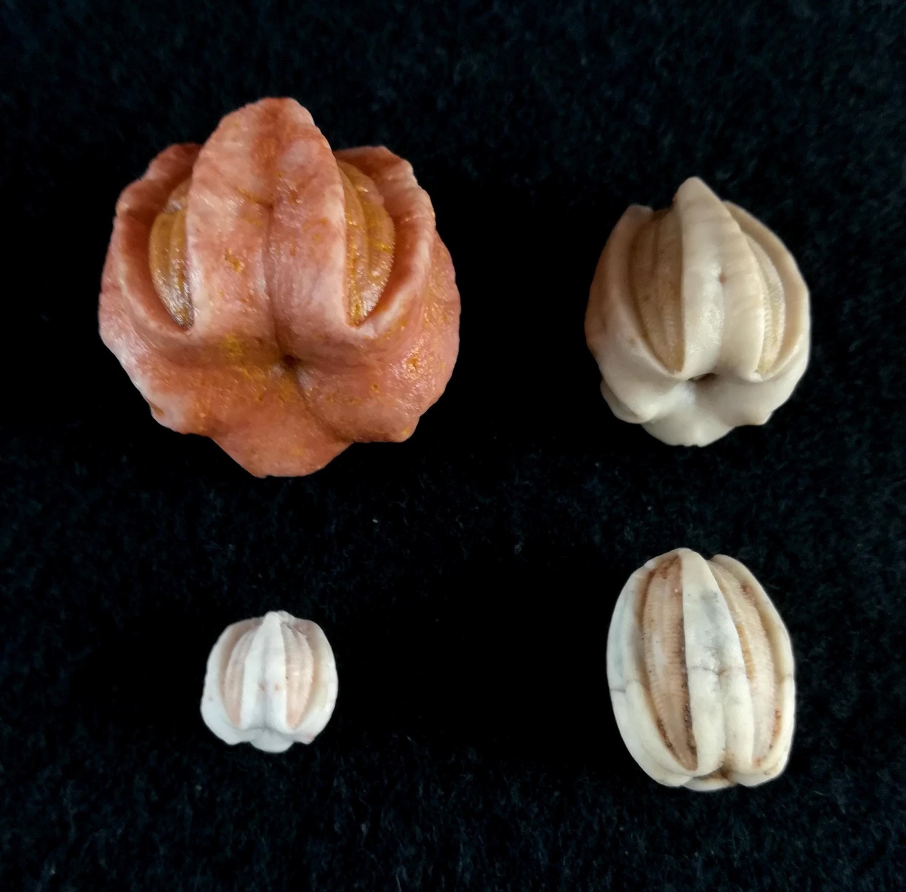 Four specimens, alternate view