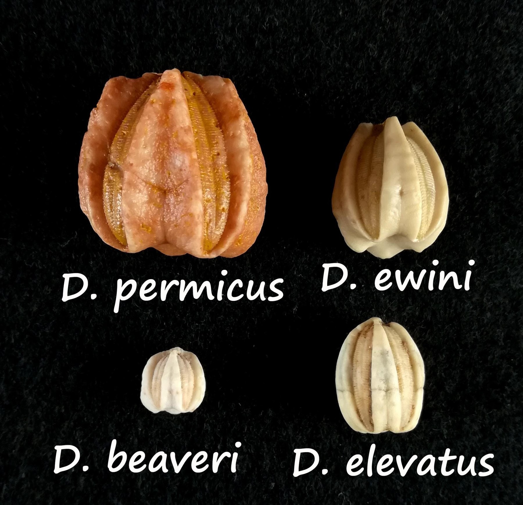 Specimens labelled by species