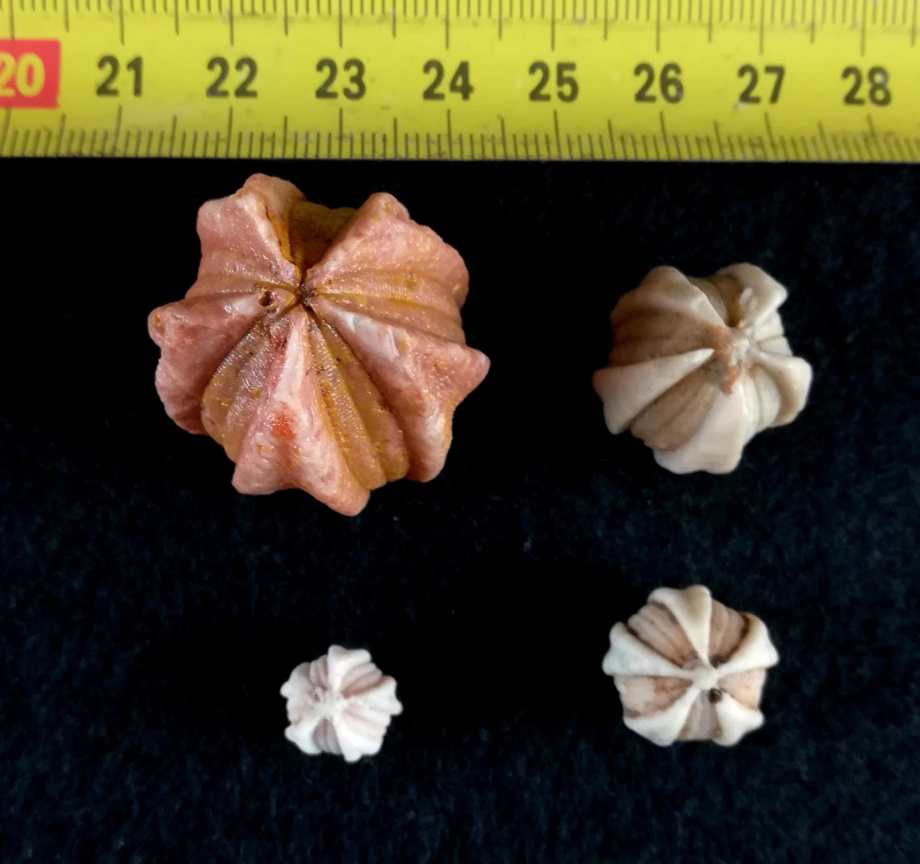 Specimens with scale ruler