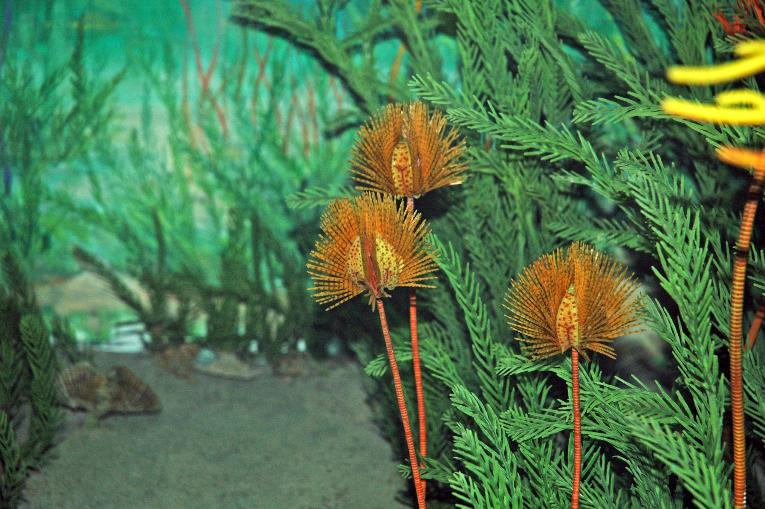 Museum diorama reconstruction of blastoids on the Carboniferous seafloor, Carnegie Museum of Natural History