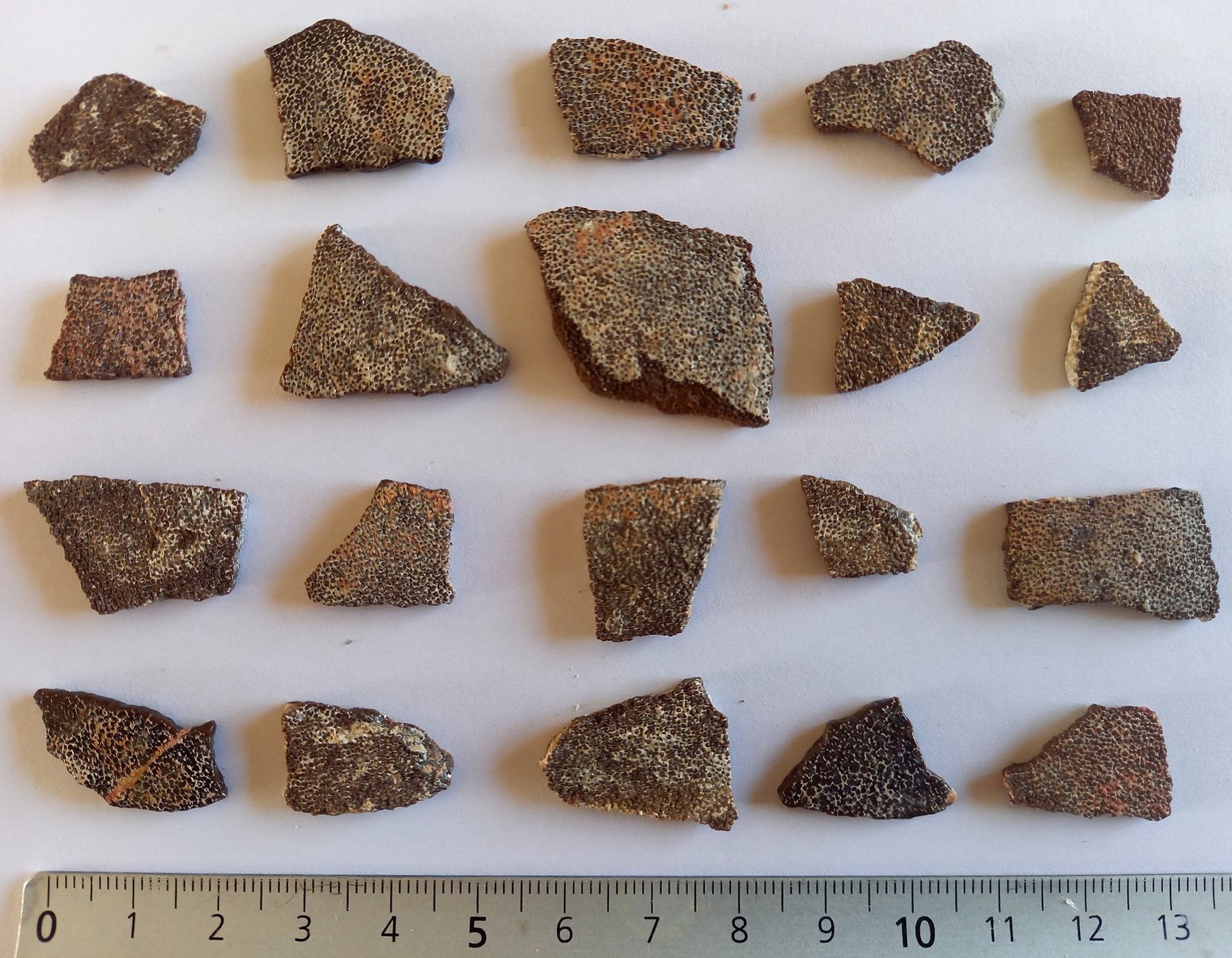 Megaloolithus dinosaur egg shells
