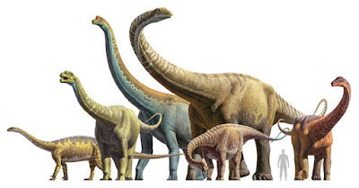 Sauropod size comparison — scientific reconstruction by Raúl Martín