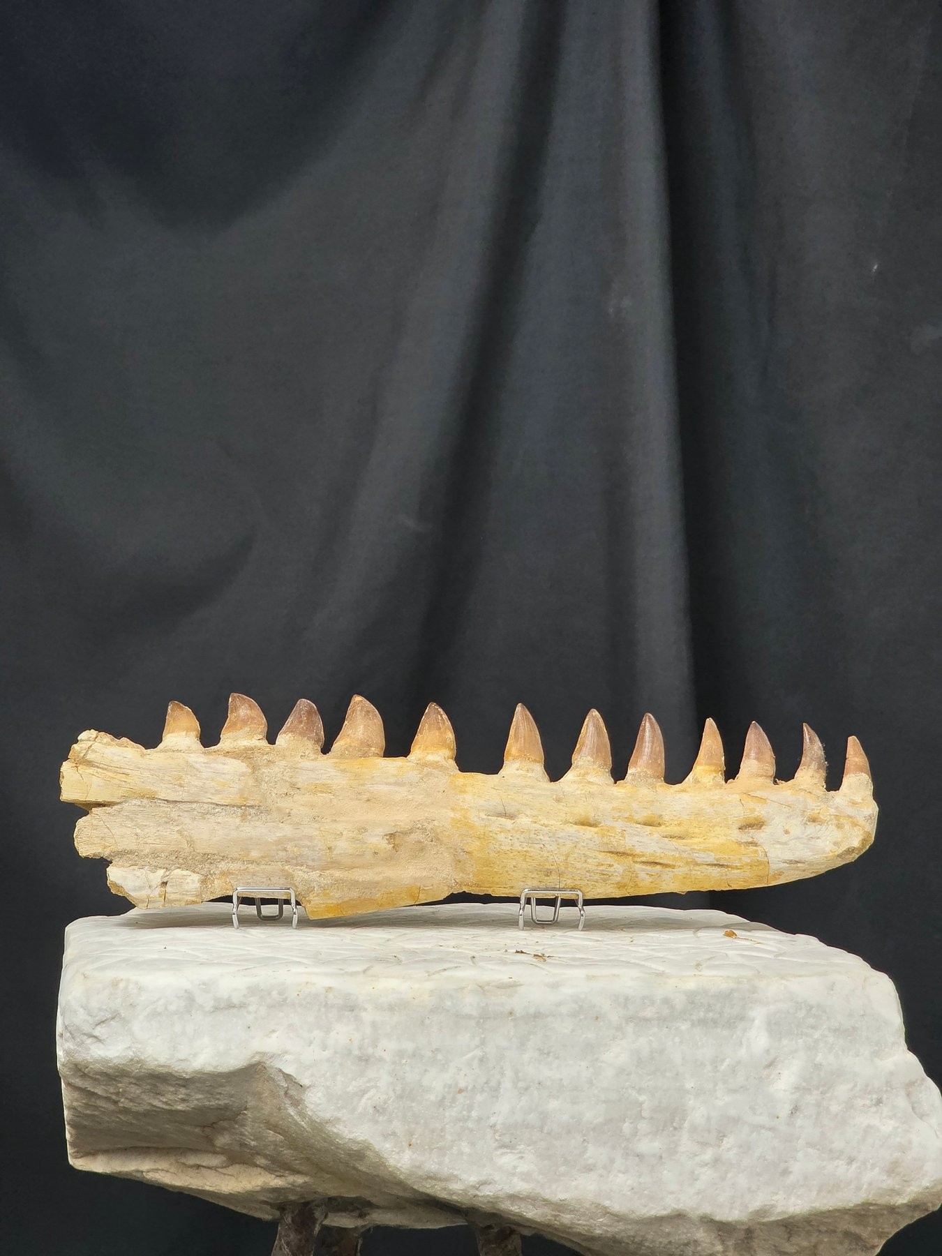 Mosasaurid jaw fragment with tooth row