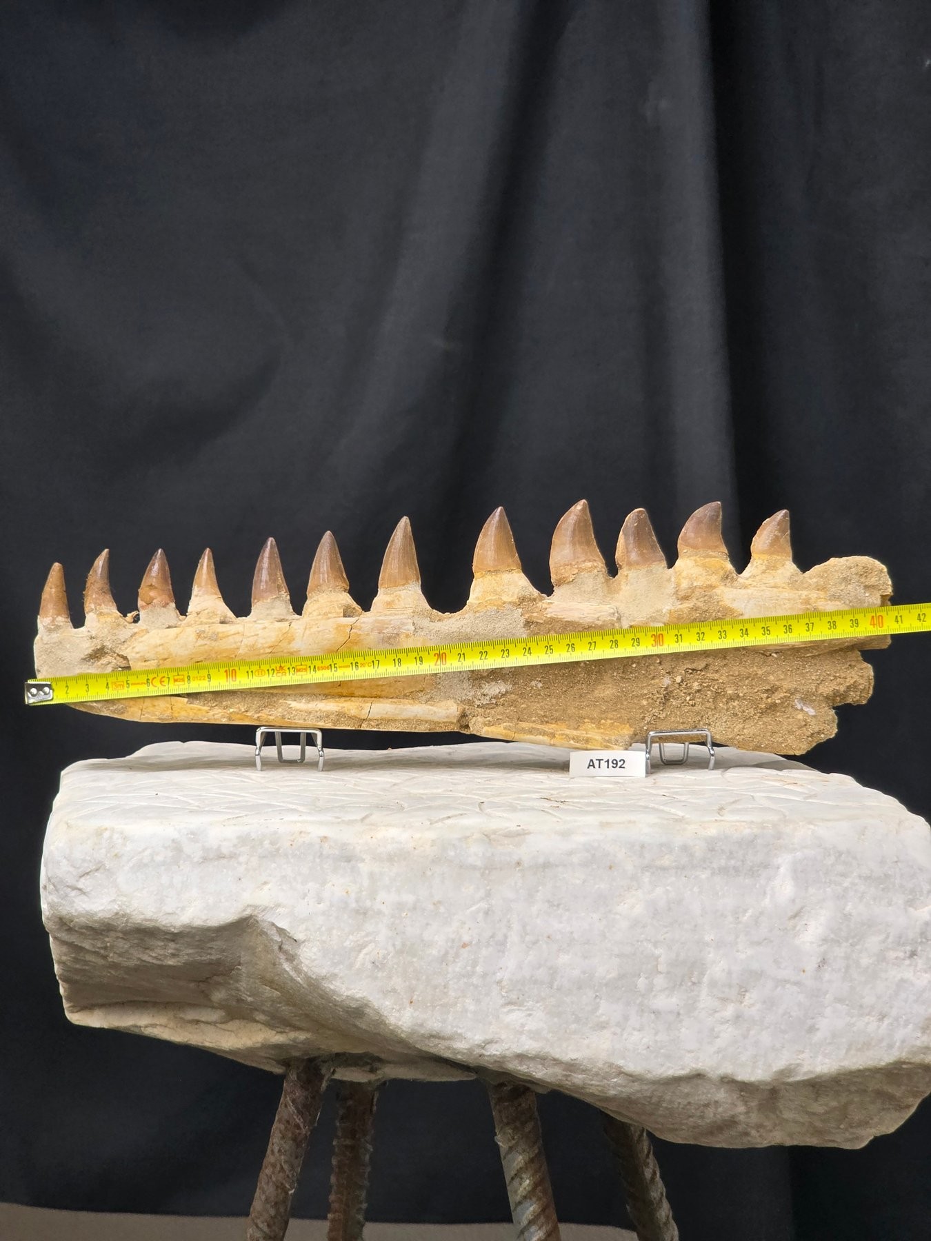 Lateral view with scale ruler — horizontal