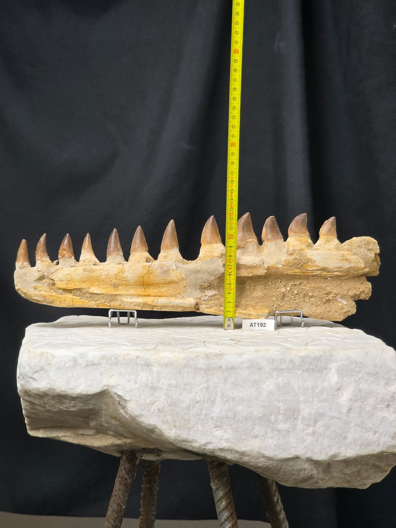 Lateral view with scale ruler — vertical