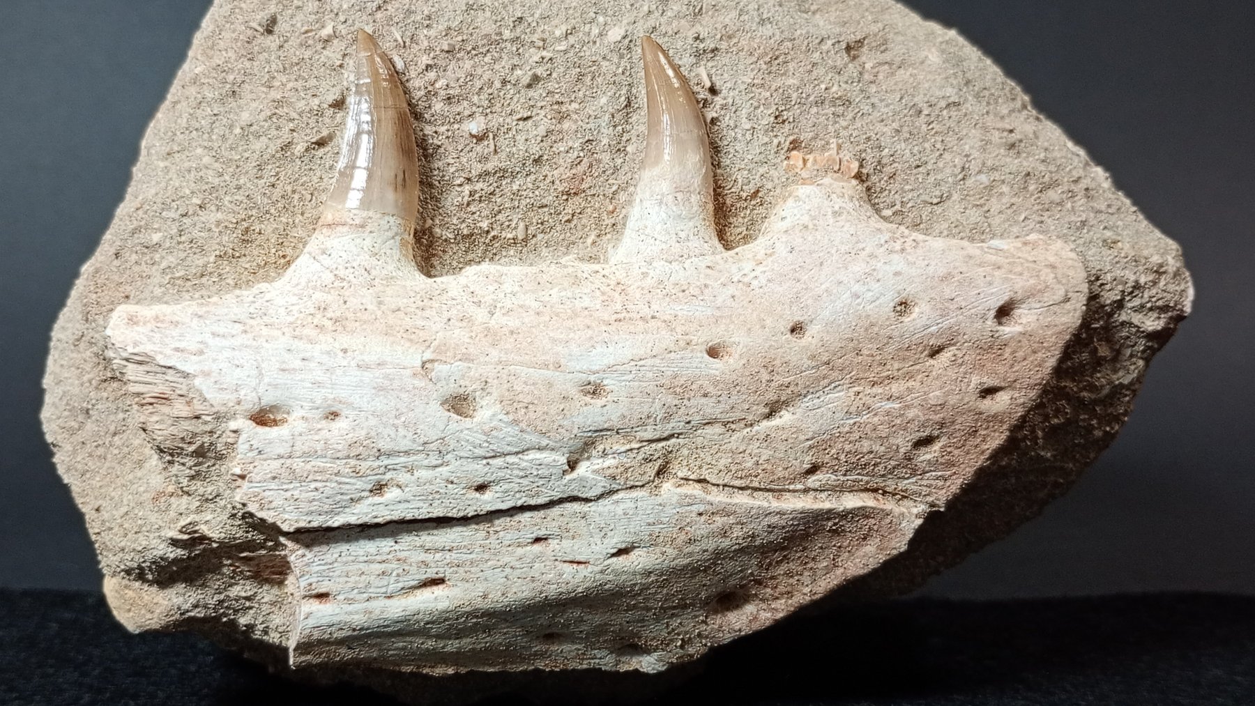Eremiasaurus mosasaur jaw fossil