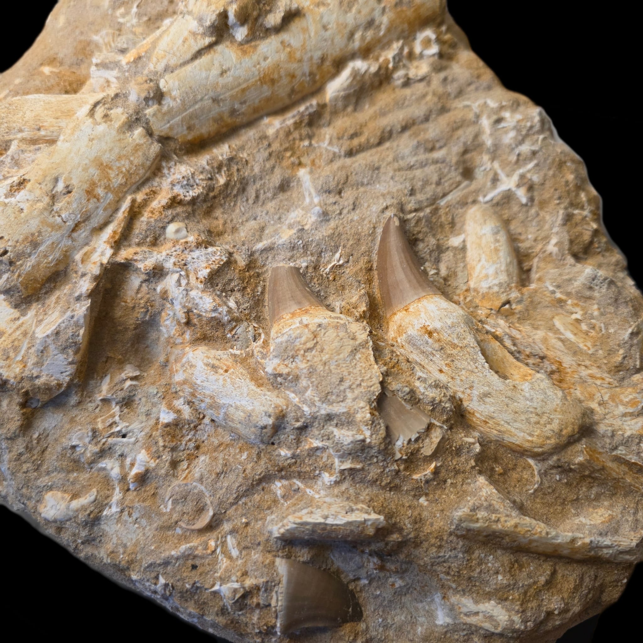 Teeth cluster detail