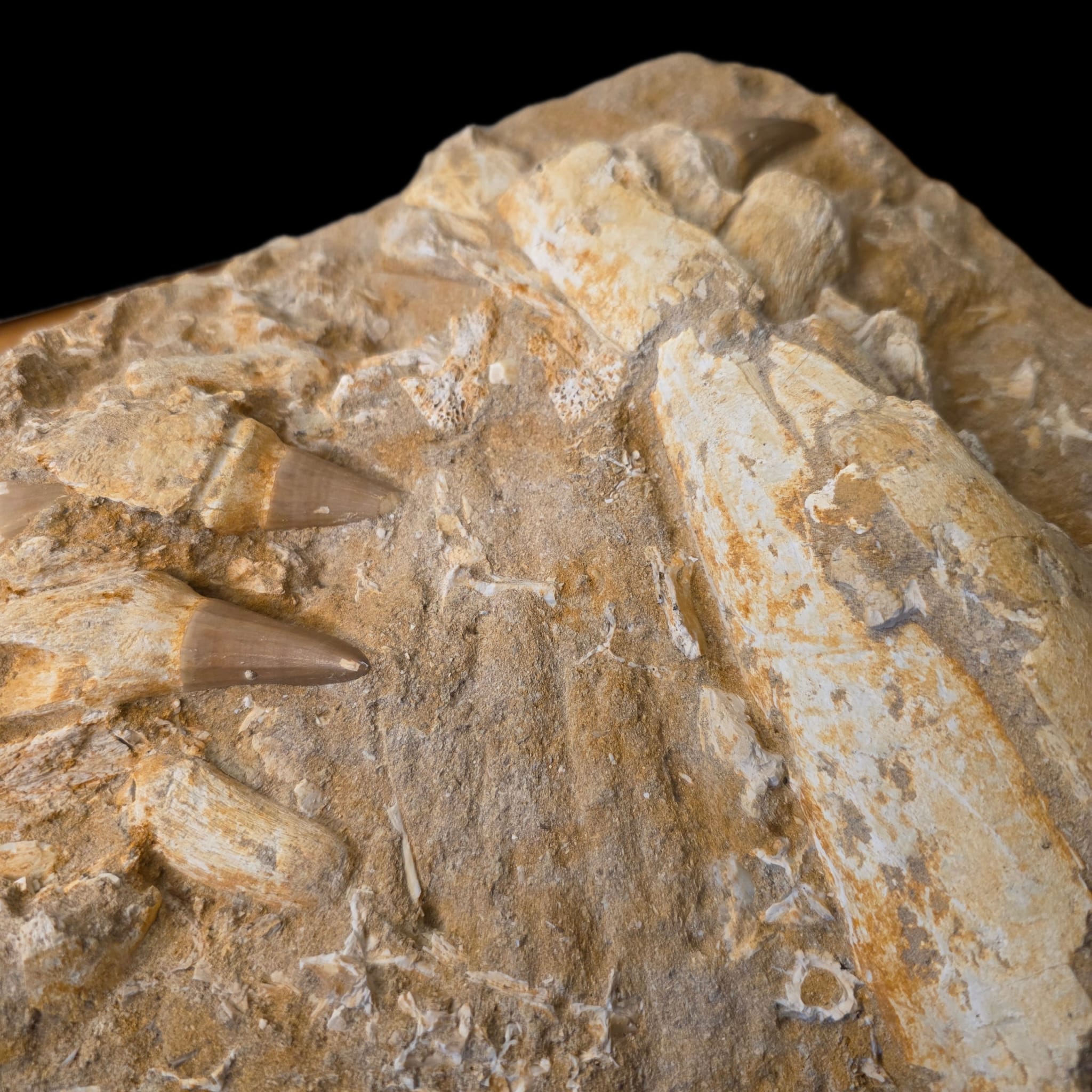Jaw section detail