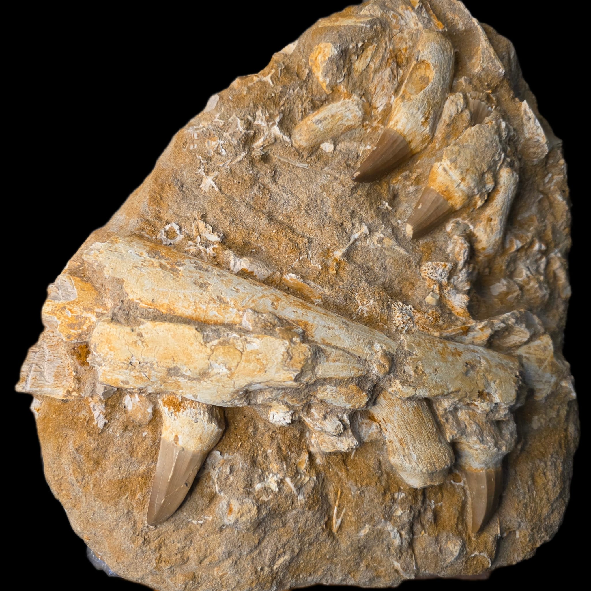 Mosasaur remains slab