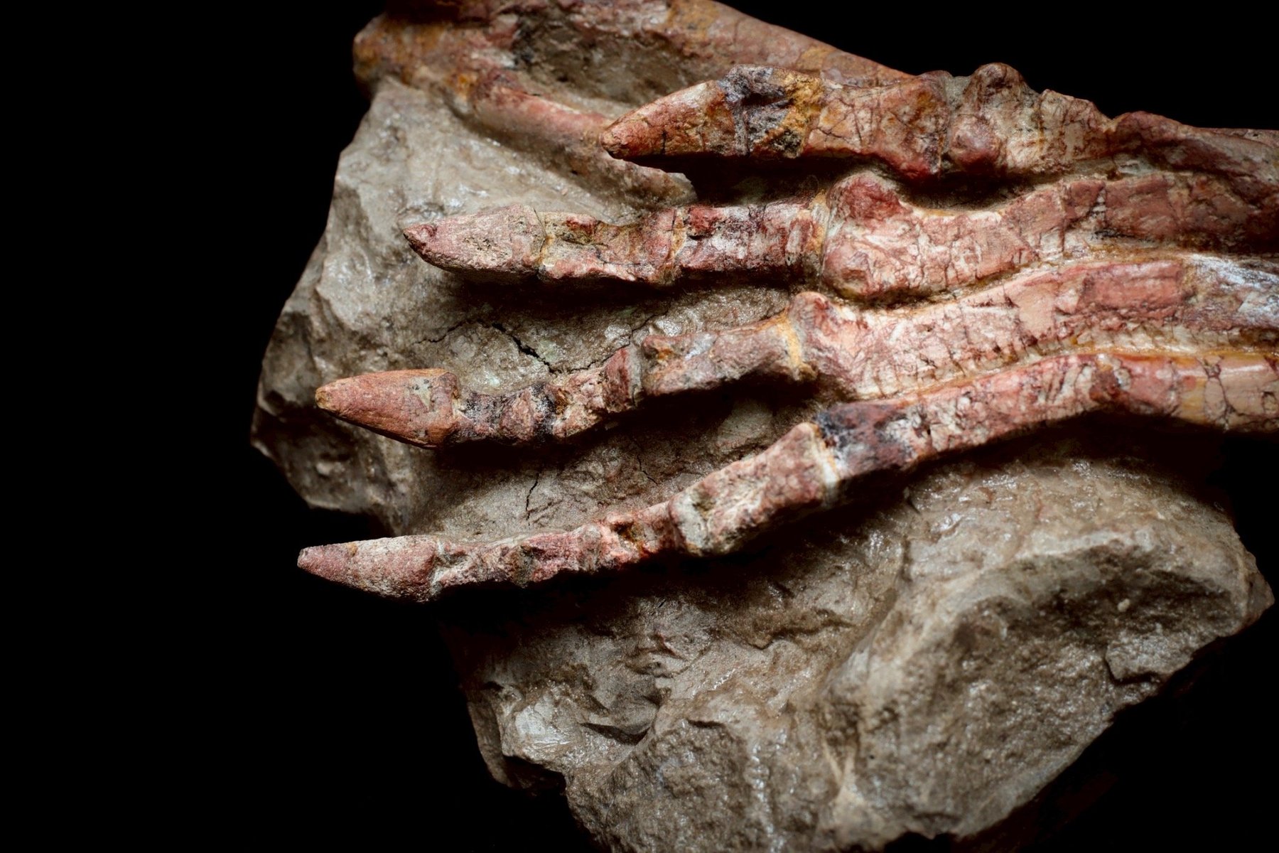 Digit detail