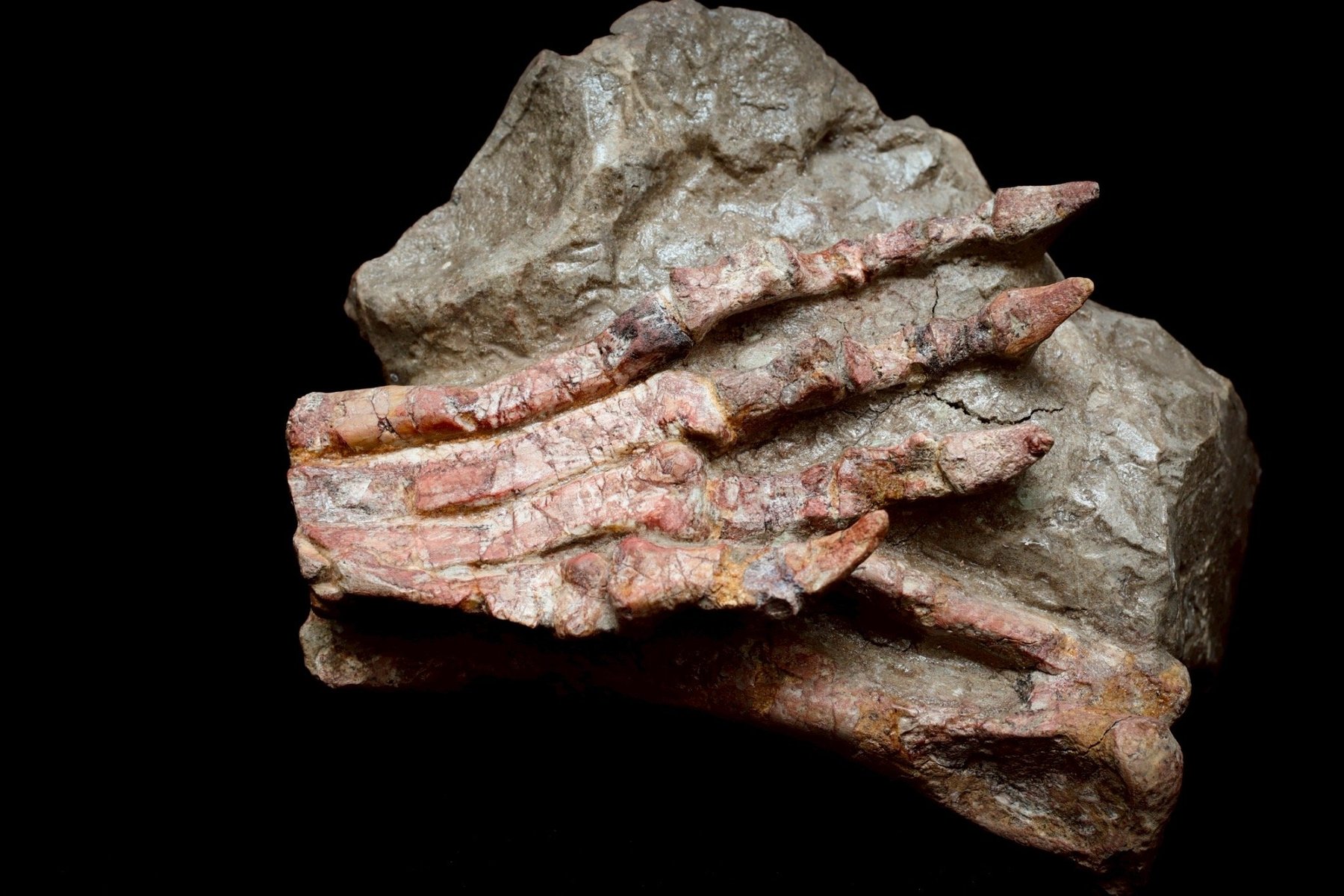 Psittacosaurus fossil foot