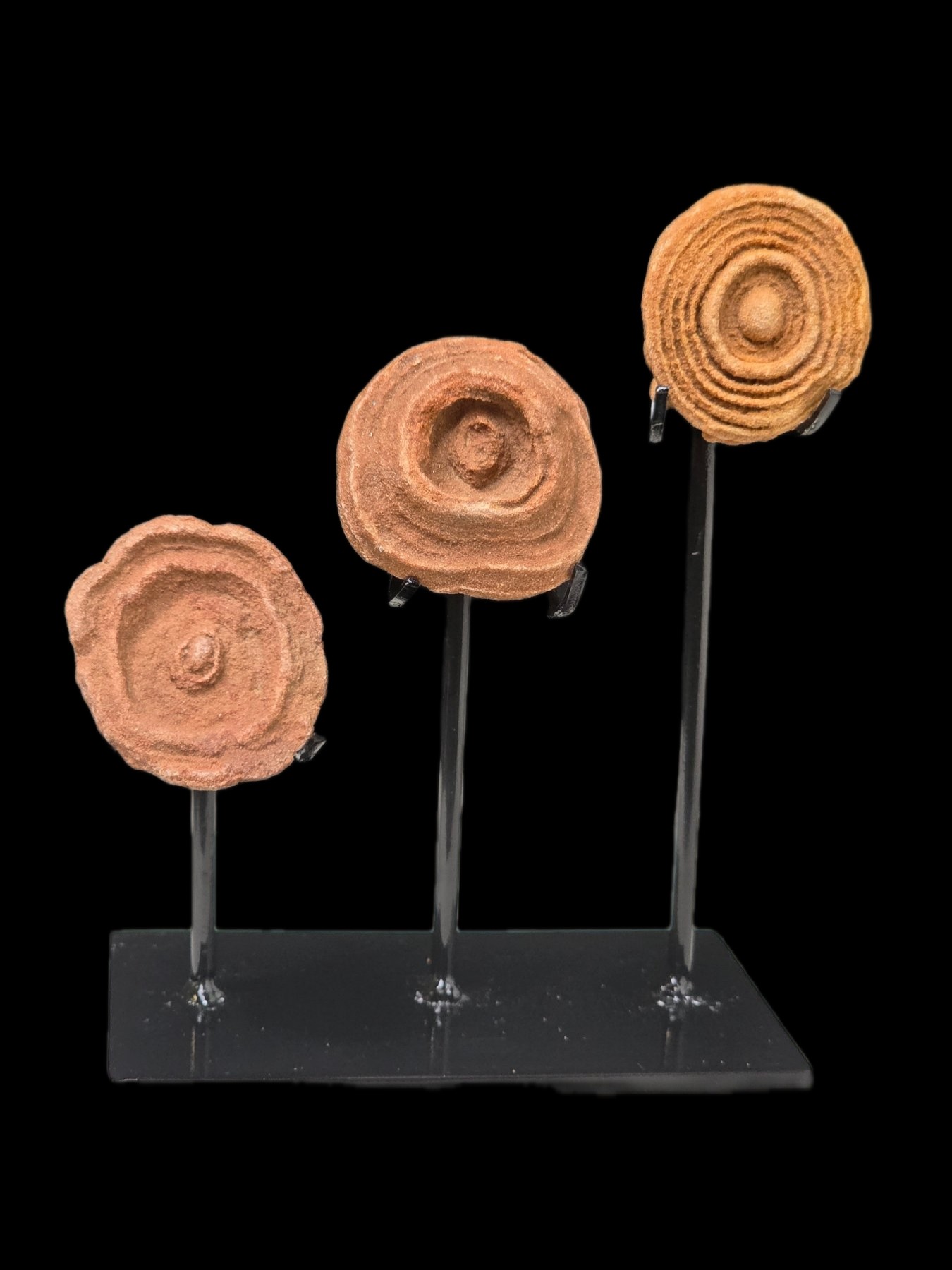 Three stromatolite specimens on stands